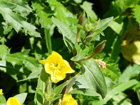 Oenothera villosa ssp. strigosa