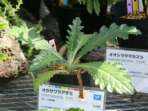 Cirsium boninense
