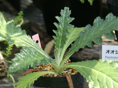 Cirsium boninense