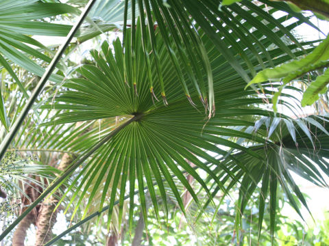 Livistona chinensis var. boninensis