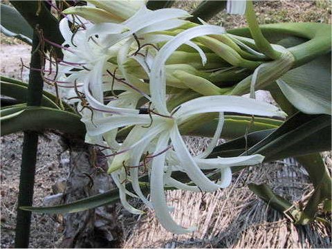 Crinum gigas