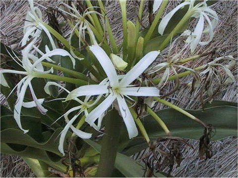 Crinum gigas