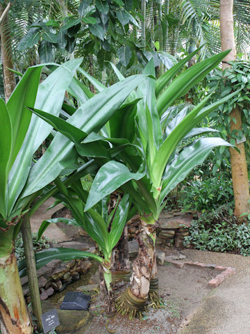 Crinum gigas