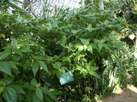 Boehmeria densiflora var. boninensis