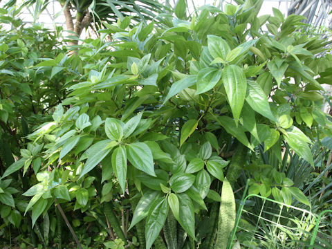 Boehmeria densiflora var. boninensis