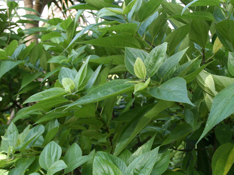 Boehmeria densiflora var. boninensis