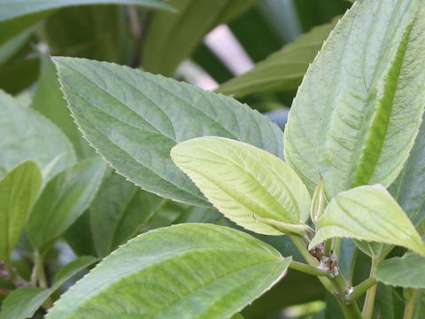 Boehmeria densiflora var. boninensis