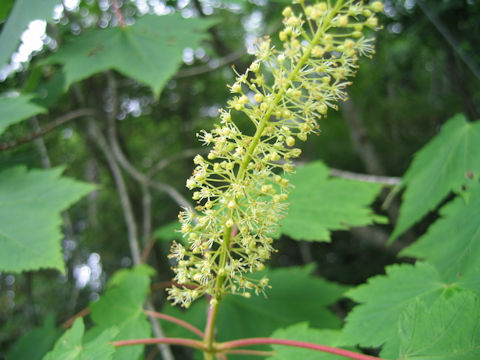 Acer ukurunduense