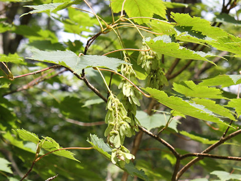 Acer ukurunduense