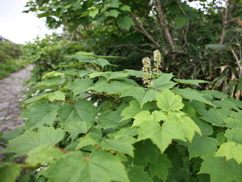 Acer ukurunduense