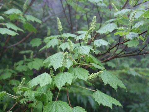 Acer ukurunduense