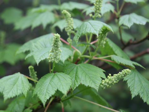 Acer ukurunduense