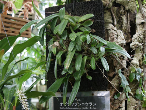 Bulbophyllum boninense
