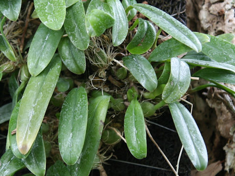 Bulbophyllum boninense