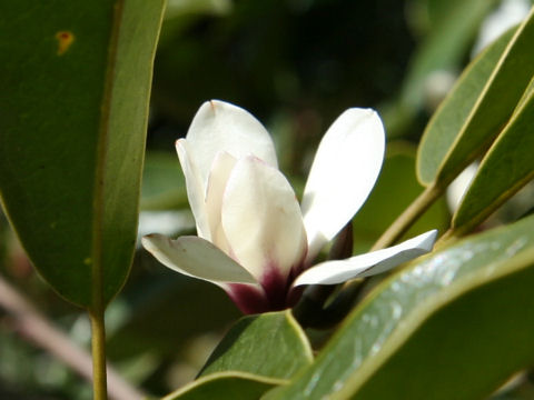 Michelia compressa