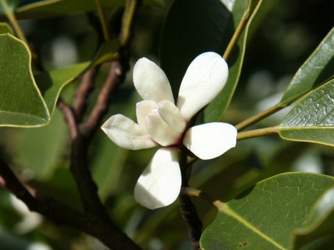 Michelia compressa