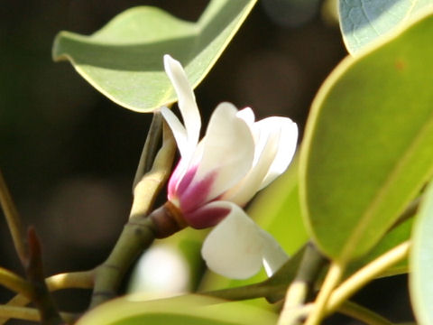 Michelia compressa