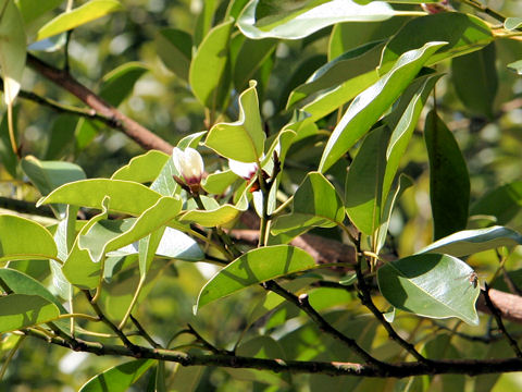 Michelia compressa