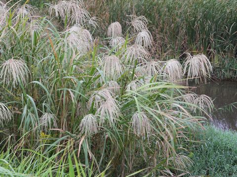 Miscanthus sacchariflorus