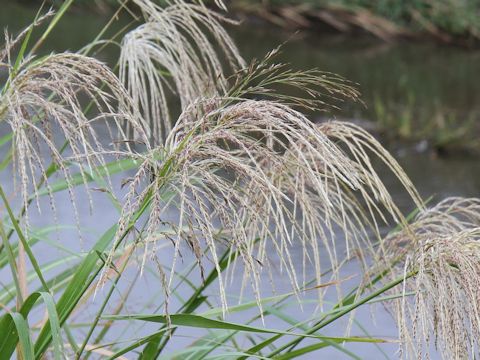 Miscanthus sacchariflorus