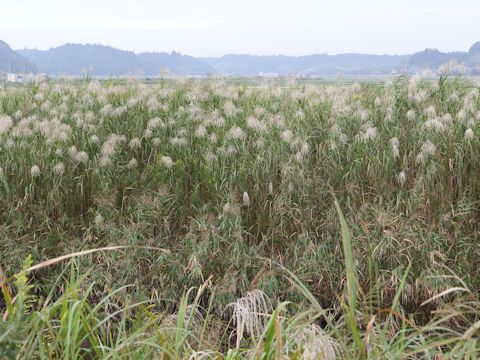 Miscanthus sacchariflorus