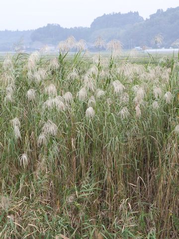 Miscanthus sacchariflorus