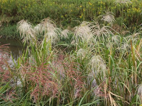 Miscanthus sacchariflorus