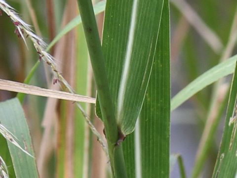 Miscanthus sacchariflorus