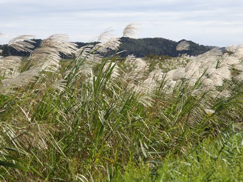 Miscanthus sacchariflorus