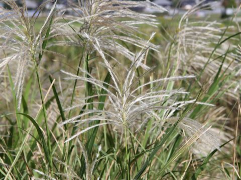 Miscanthus sacchariflorus