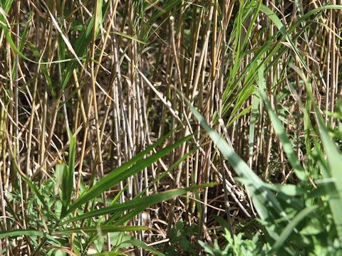 Miscanthus sacchariflorus