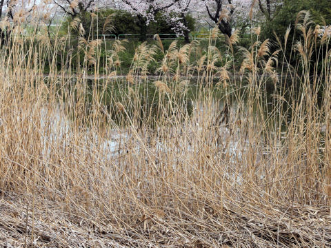 Miscanthus sacchariflorus