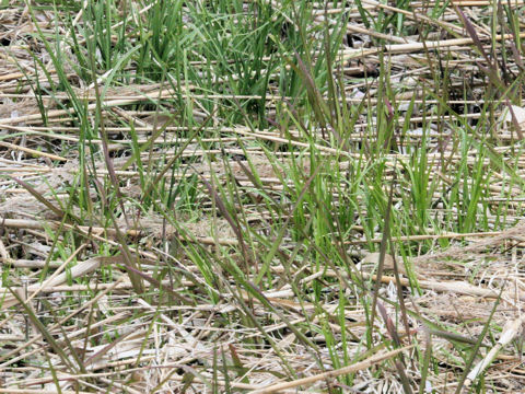 Miscanthus sacchariflorus