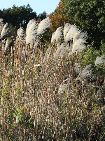 Miscanthus sacchariflorus