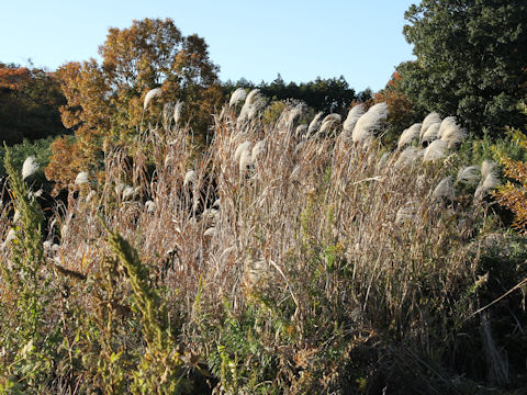 Miscanthus sacchariflorus