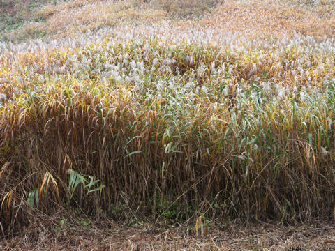 Miscanthus sacchariflorus