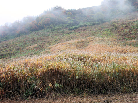 Miscanthus sacchariflorus