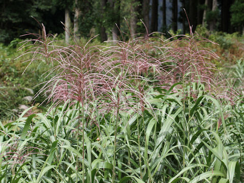 Miscanthus sacchariflorus