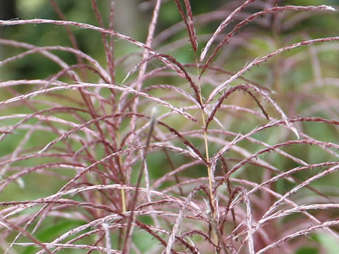 Miscanthus sacchariflorus