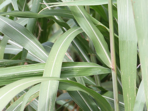 Miscanthus sacchariflorus