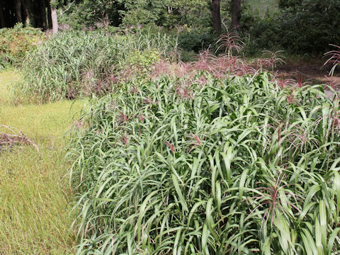 Miscanthus sacchariflorus