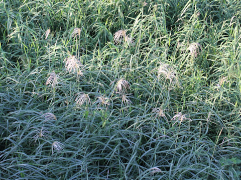 Miscanthus sacchariflorus