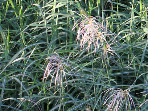 Miscanthus sacchariflorus