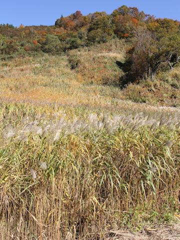 Miscanthus sacchariflorus