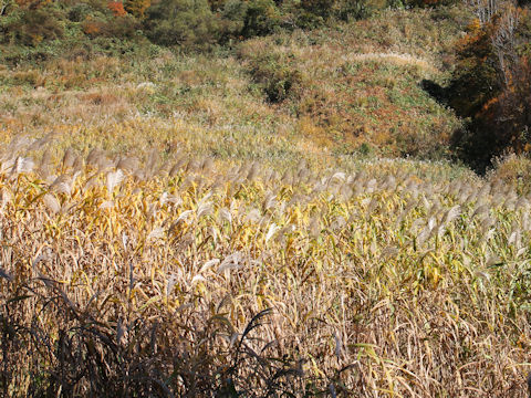 Miscanthus sacchariflorus