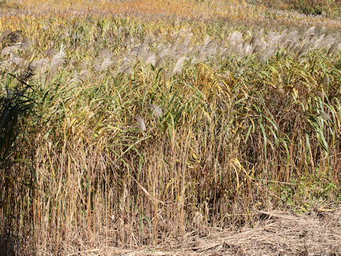 Miscanthus sacchariflorus