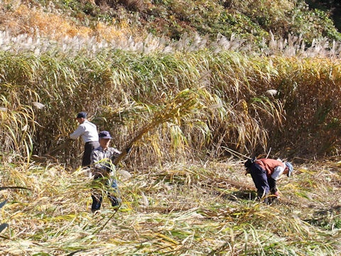 Miscanthus sacchariflorus