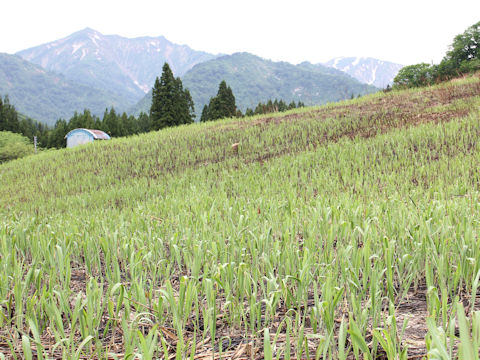 Miscanthus sacchariflorus