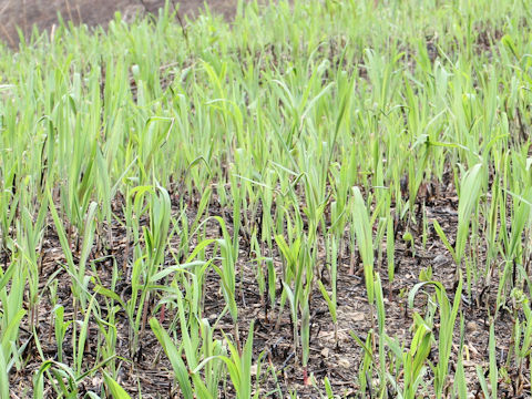 Miscanthus sacchariflorus