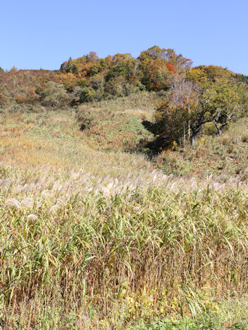 Miscanthus sacchariflorus